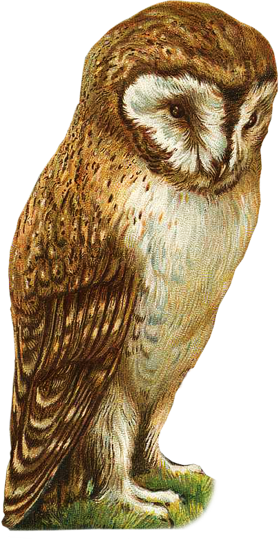 Cute Owl Clipart