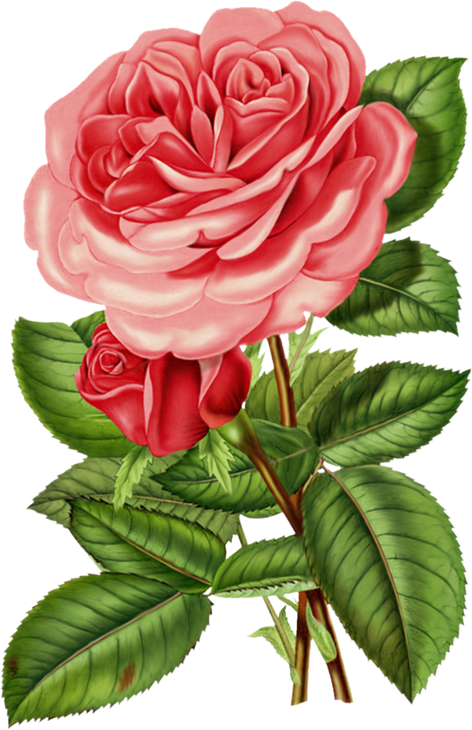 roses clipart images - photo #49