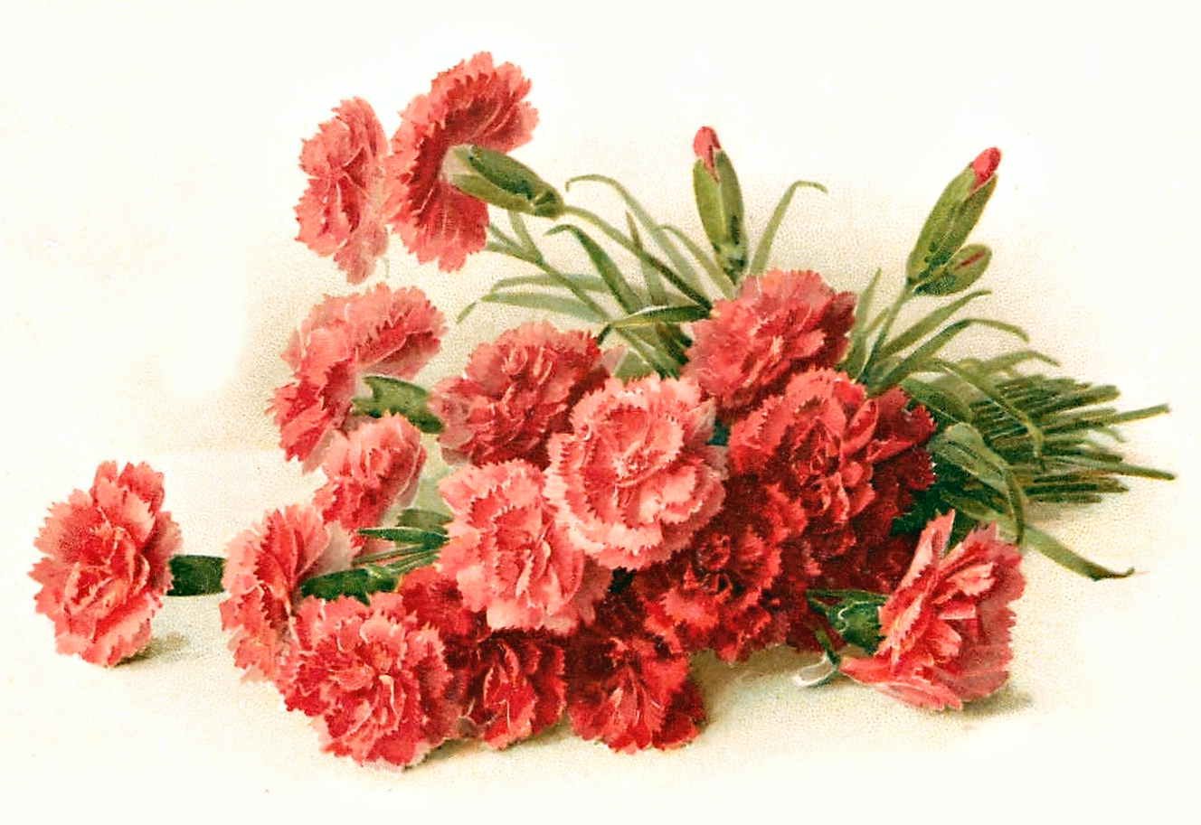 clip art carnation flower - photo #22