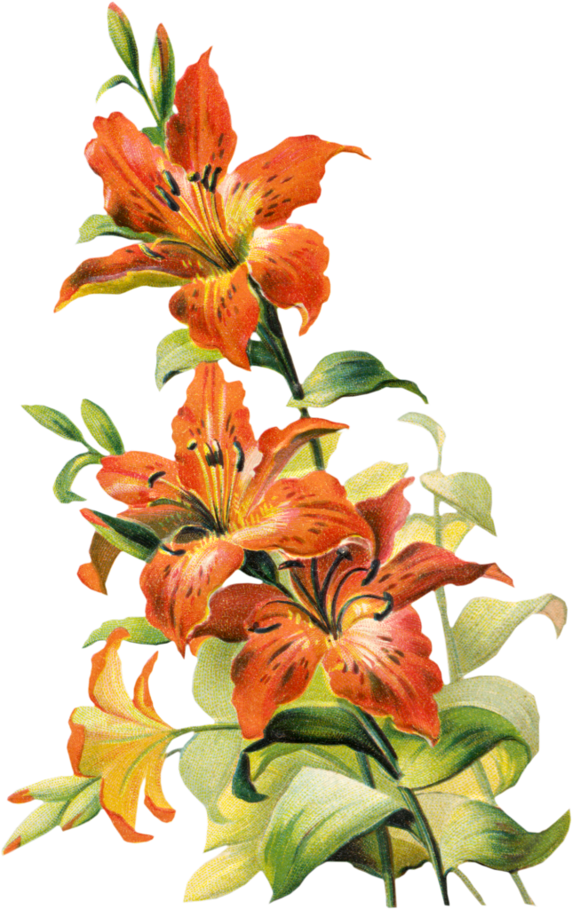 Free Vintage Tiger Lily Flower